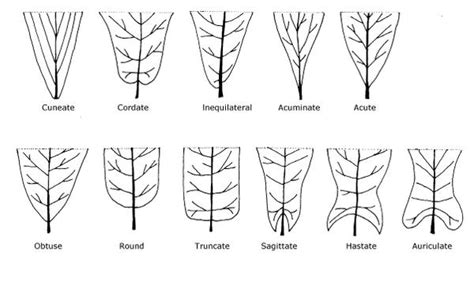 3. Botany | NC State Extension Publications