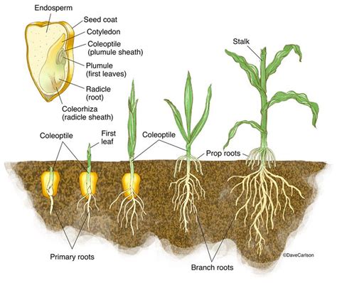 Monocot Germination - Corn Seedling photo | Plant science, Biology plants, Plants education