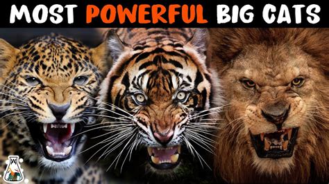 10 Most Powerful Wild Cats on Earth - YouTube