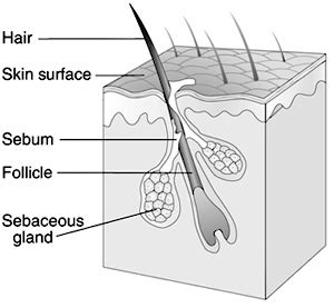 Sudoriferous Gland Diagram