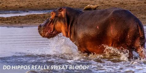 What Color is Hippo Sweat? Is It Blood Sweat?