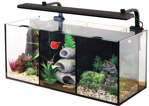 Betta Fish Tank Setup Guide: Get The Right Aquarium For Your Bettas