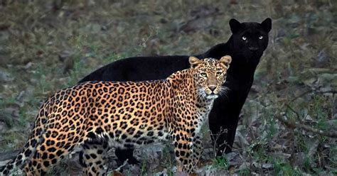 Leopardo y pantera posan en una foto mítica - Pro Bosque Chapultepec