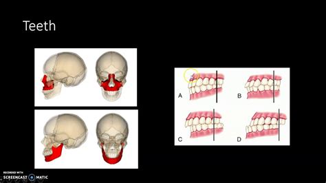 Articulation anatomy - YouTube