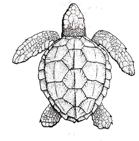 Turtle Shell Drawing at GetDrawings | Free download