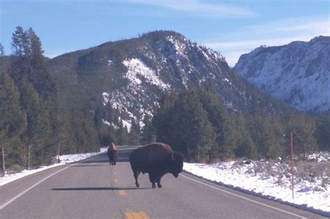 Overnight Yellowstone Tour From Big Sky - Yellowstone Tours