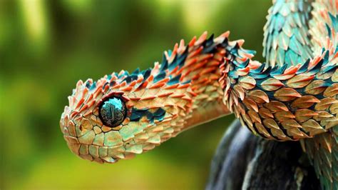 Hasil gambar untuk the bush viper | Weird animals, Cute reptiles, African bush viper