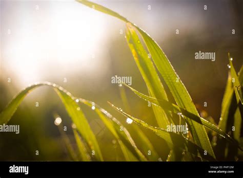 Sunlight grass grow hi-res stock photography and images - Alamy