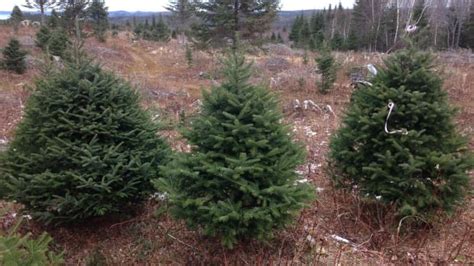 Nature Conservancy of Canada suggests a better fate for country's ...