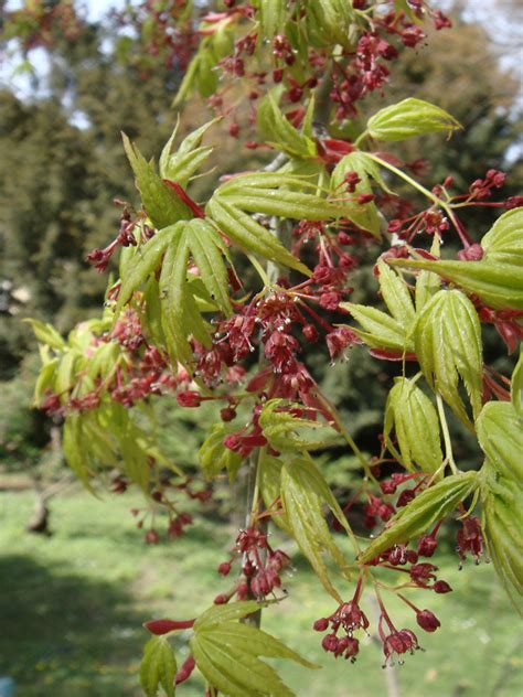 Acer palmatum (Japanese maple): Go Botany