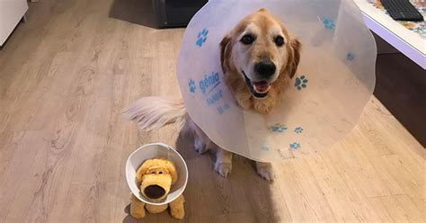 Dog Wearing Cone Of Shame Gets A New Friend Who's Just Like Him, So He'll Feel Less Alone