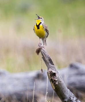 Grand Teton National Park birds – Mary Donahue