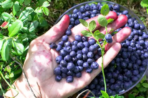 8 Secrets To A Successful Blueberry Harvest - Gardentroop