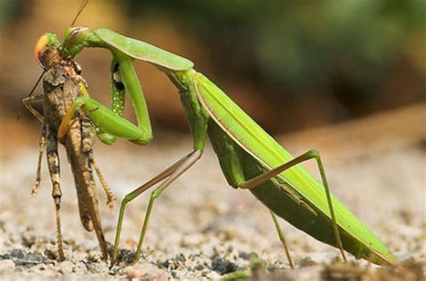 Know your garden friends- Predators, assassins, and killer insects ...