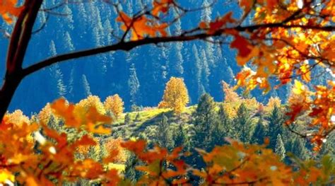 Popular ‘Fall Colors’ map invites autumn tourism - Plumas News