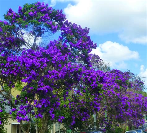 Posts about tibouchina trees on Life with Tess | Flowering trees, Patio trees, Beautiful tree