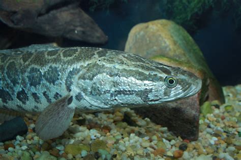 Snakehead Fish: Invasive Predators in North America | hubpages