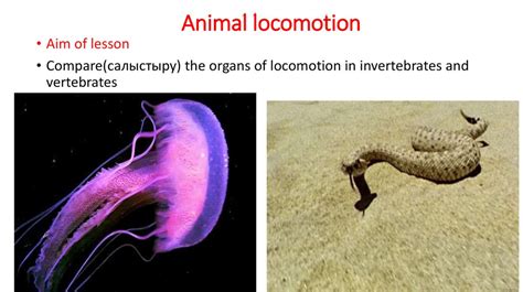 Animal locomotion - online presentation