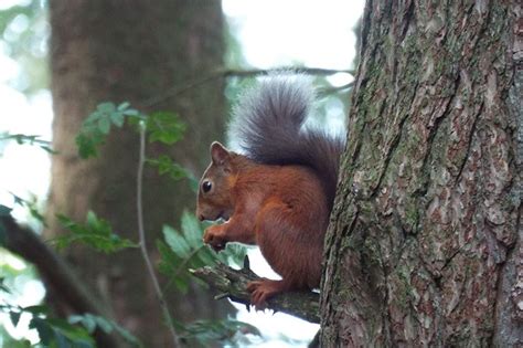 Providing reliable evidence for Scottish red squirrel conservation - PTES