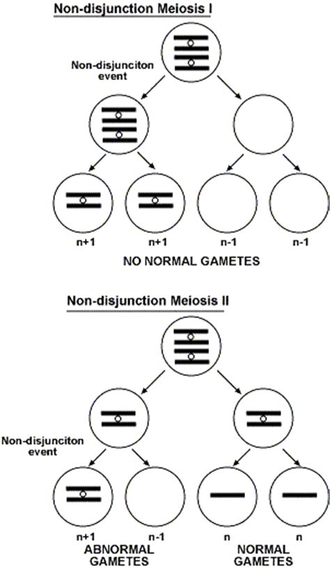 Variation in Chromosome Number