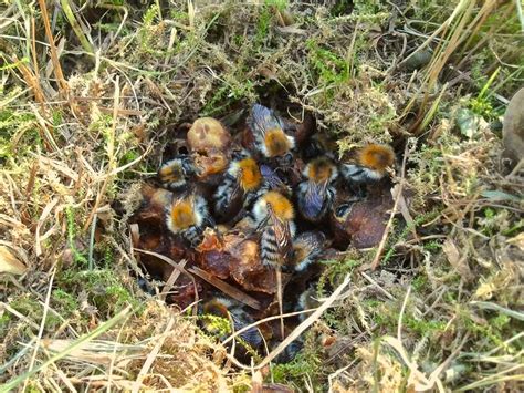 How to Identify and Control Ground Bees