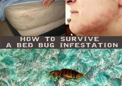 How to Survive a Bed Bug Infestation
