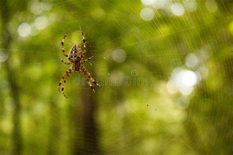 Spider on the Web on Green Background Stock Image - Image of design ...