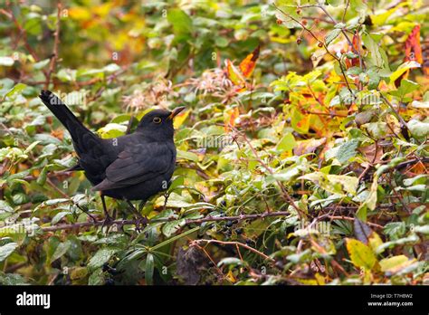 Male Common Blackbird Stock Photo - Alamy