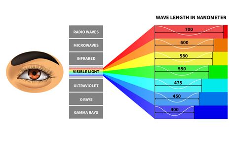 Visible light spectrum. Color waves length perceived by human eye. Rainbow electromagnetic waves ...