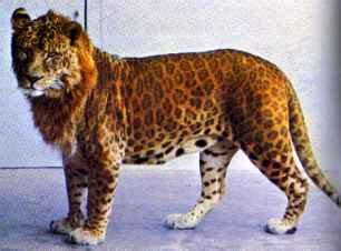 Leopon - Wikipedia, ang malayang ensiklopedya