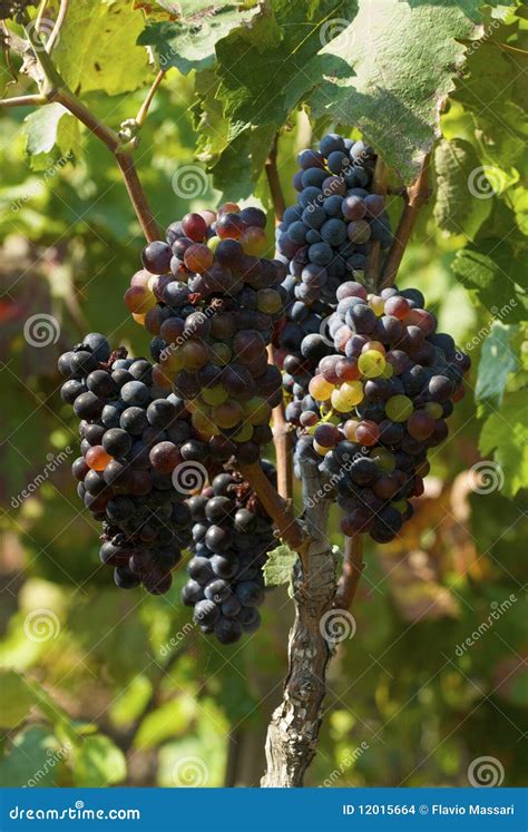 Red Grapes in vineyard stock photo. Image of fruit, vine - 12015664