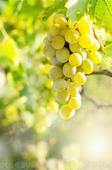 Green grapes on vine 709380 Stock Photo at Vecteezy