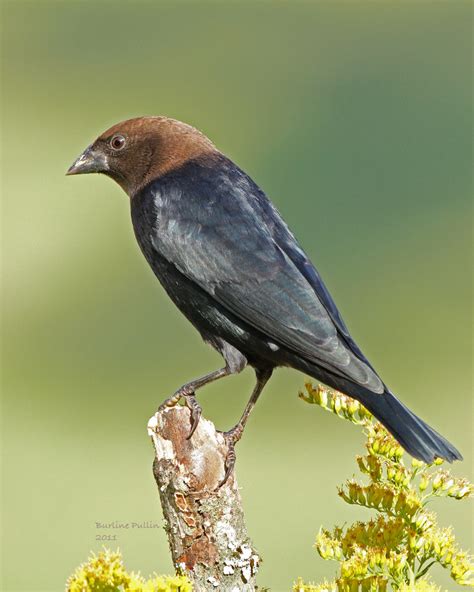 NestWatch | Brown-headed Cowbirds - NestWatch