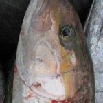 Amberjack Identification – Fishes of North Carolina