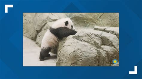 National Zoo's panda cub taking on new adventures | wusa9.com