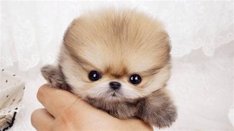 Where To Buy Teacup Pomeranian Puppies