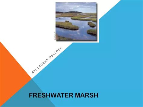 PPT - Freshwater Marsh PowerPoint Presentation, free download - ID:2332588