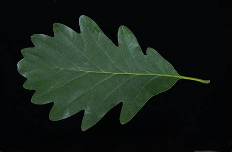 Quercus petraea | Chêne sessile, Chêne rouvre - Van den Berk Pépinières