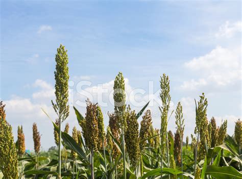 Sorghum Field Stock Photo | Royalty-Free | FreeImages