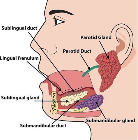 Salivary Gland Type Secretion Function Note Link👇 | Salivary gland ...