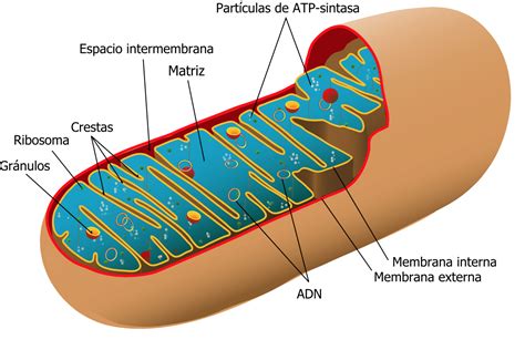 Mitocondrias: la fábrica de energía de la célula | cienciaybiologia.com