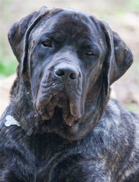 Mastiff Lab Mix Breed Information - A Guide To The Mastador Dog