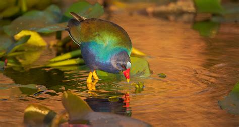 Birds of the Florida Everglades - Florida Seminole Tourism