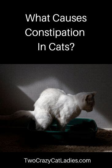 Understanding Cat Constipation: Causes and Solutions