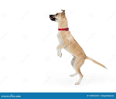 Excited Large Dog Standing on Hind Legs Stock Photo - Image of ...