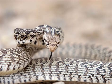 Bullsnake: Care Guide & Species Profile - Everything Reptiles