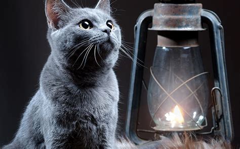 Online crop | HD wallpaper: Cats, Lantern | Wallpaper Flare