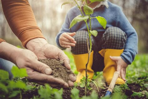 Best Ways to Plant Tree Saplings | Kellogg Garden Organics™