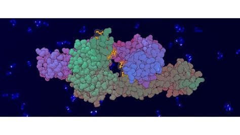 Anne Marie Wehenkel - Bacterial cell division mechanisms - Research - Institut Pasteur