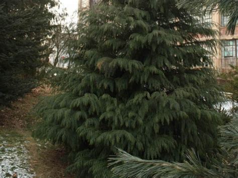 Port Orford Cedar: Rare Conifer with Unique Foliage